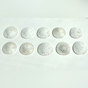 Set of 10 Natural Northern California Sand Dollar Shells - White